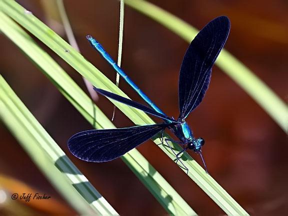 Photo of Ebony Jewelwing