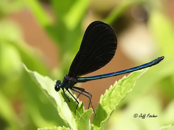 Photo of Ebony Jewelwing