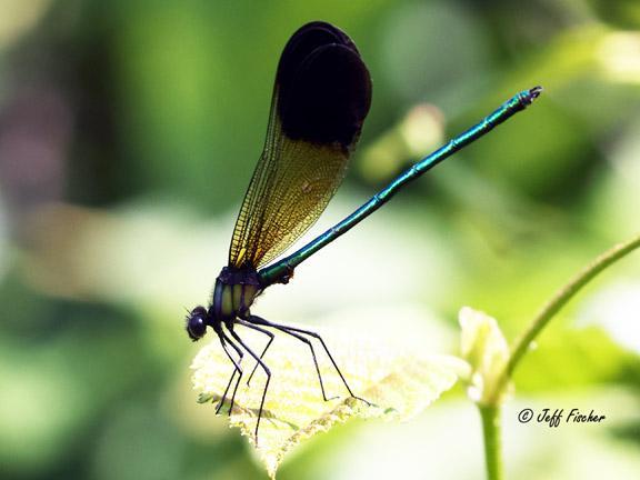 Photo of River Jewelwing