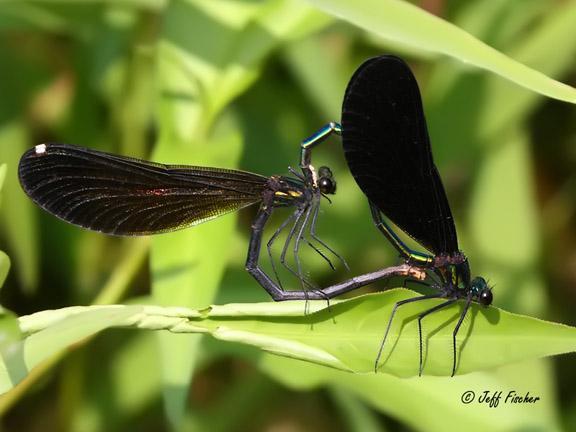 Photo of Ebony Jewelwing