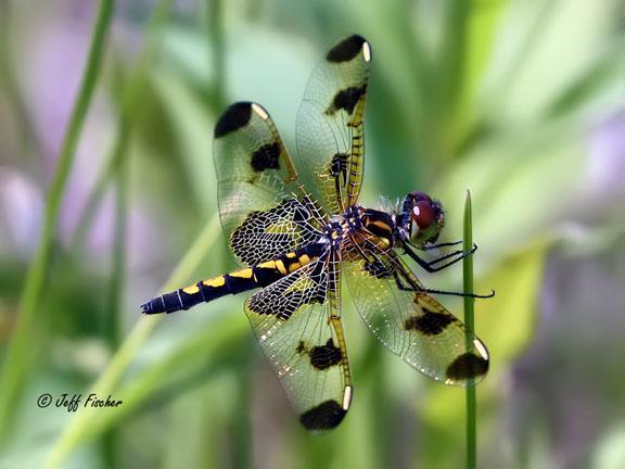 Photo of Calico Pennant