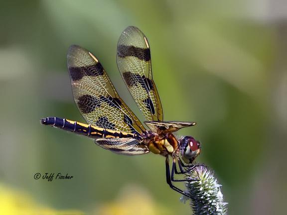 Photo of Halloween Pennant