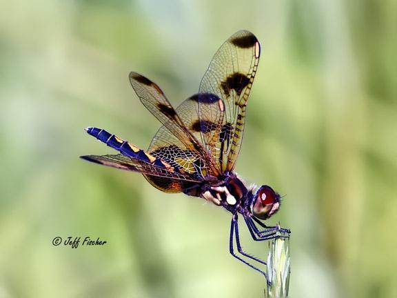 Photo of Calico Pennant