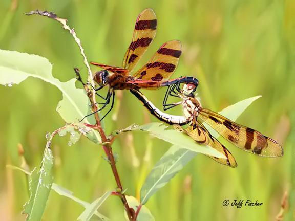 Photo of Halloween Pennant