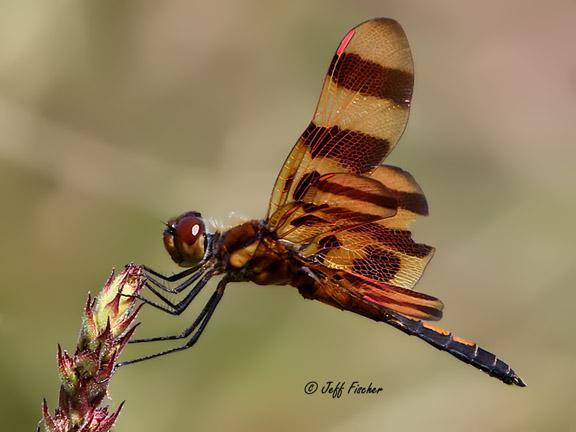 Photo of Halloween Pennant