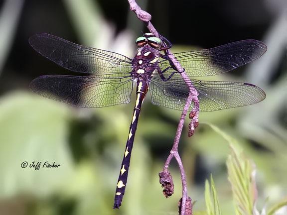 Photo of Arrowhead Spiketail