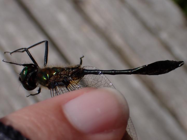 Photo of Racket-tailed Emerald