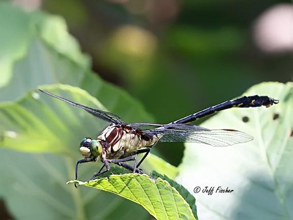 Photo of Black-shouldered Spinyleg