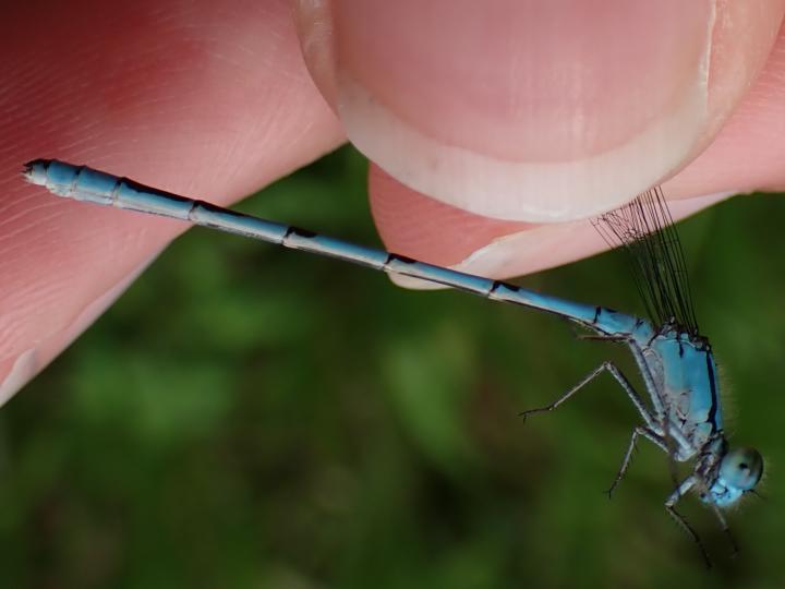 Photo of Hagen's Bluet