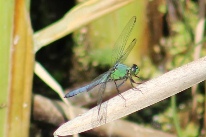 Photo of Eastern Pondhawk