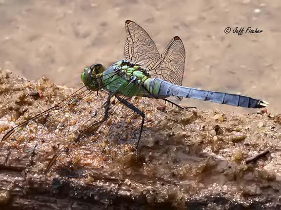 Photo of Eastern Pondhawk