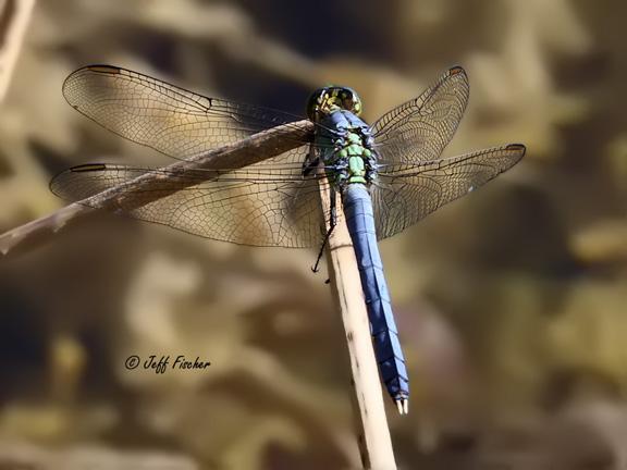 Photo of Eastern Pondhawk