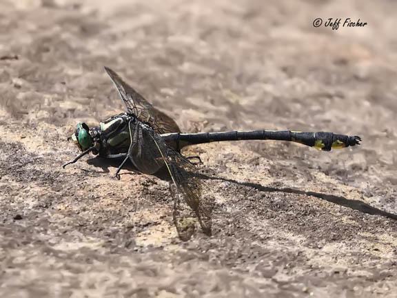 Photo of Splendid Clubtail