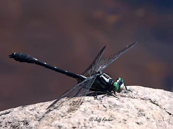 Photo of Green-faced Clubtail