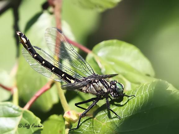 Photo of Mustached Clubtail