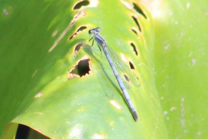 Photo of Eastern Forktail