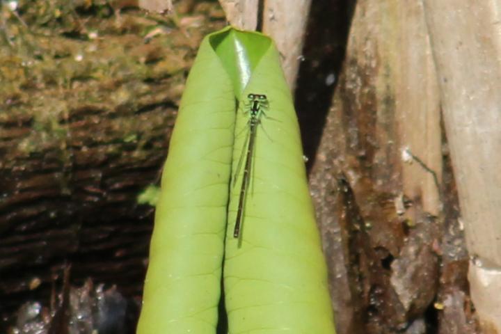 Photo of Fragile Forktail