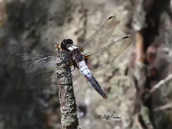 Photo of Chalk-fronted Corporal