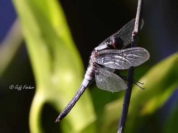 Photo of Chalk-fronted Corporal