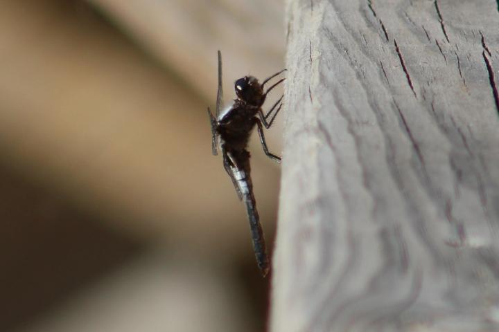 Photo of Chalk-fronted Corporal