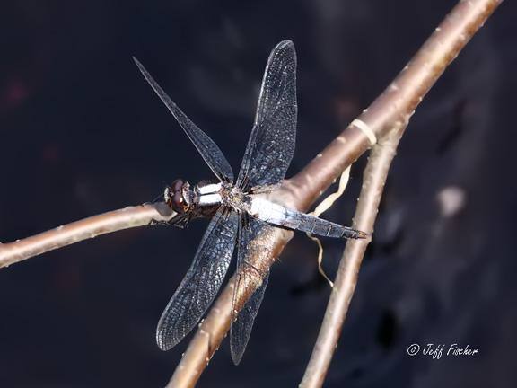 Photo of Chalk-fronted Corporal