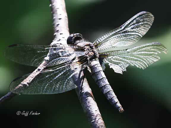 Photo of Chalk-fronted Corporal