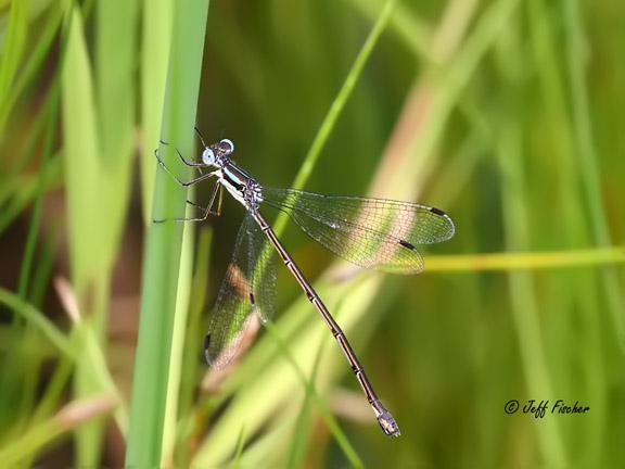 Photo of Slender Spreadwing