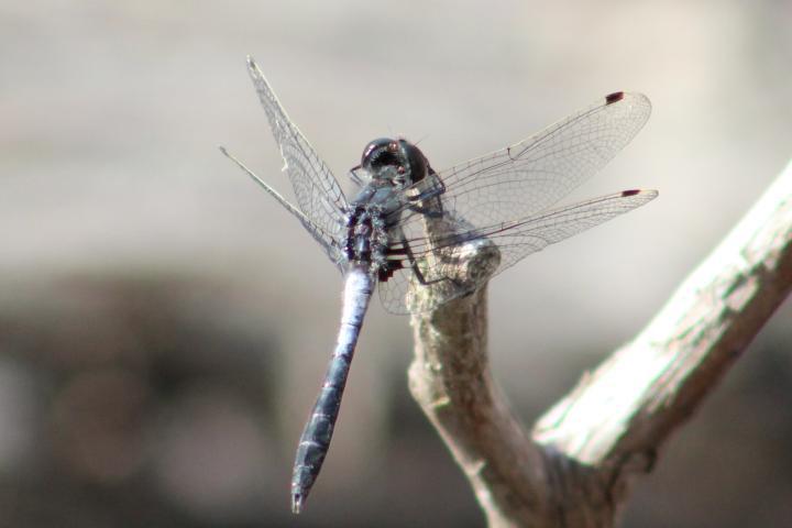 Photo of Frosted Whiteface