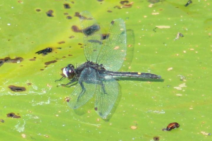 Photo of Dot-tailed Whiteface