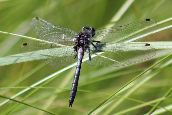 Photo of Belted Whiteface