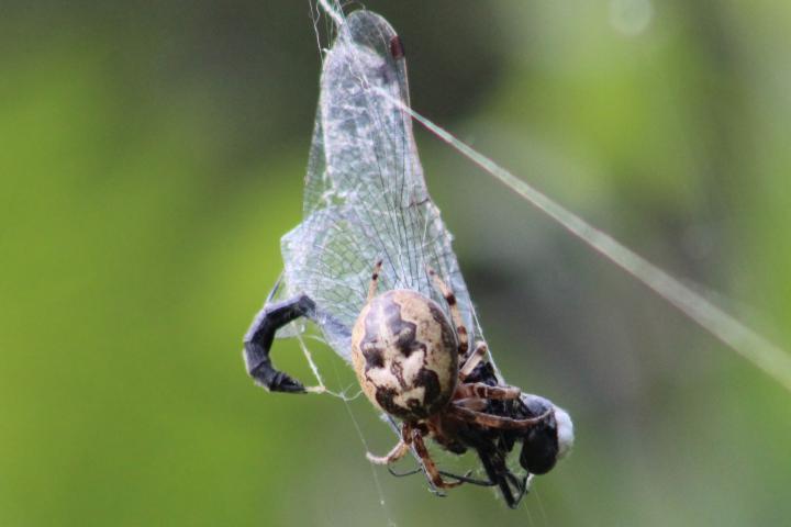 Photo of Dot-tailed Whiteface