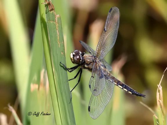 Photo of Four-spotted Skimmer