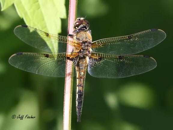 Photo of Four-spotted Skimmer