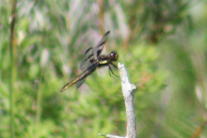 Photo of Twelve-spotted Skimmer