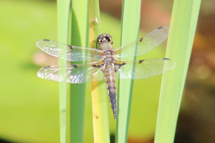 Photo of Four-spotted Skimmer