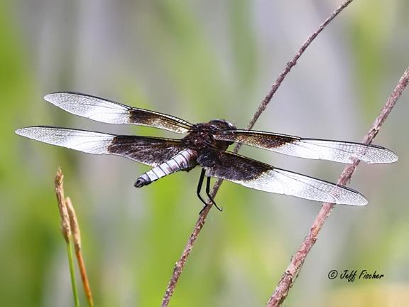 Photo of Widow Skimmer