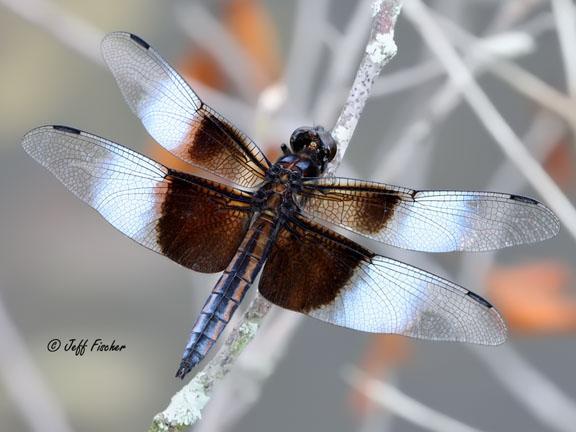 Photo of Widow Skimmer