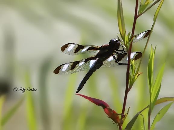 Photo of Twelve-spotted Skimmer