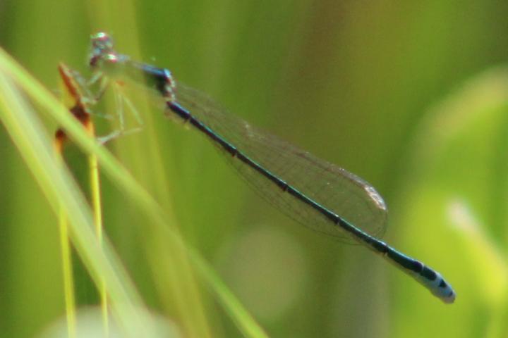 Photo of Sedge Sprite