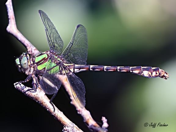 Photo of Boreal Snaketail