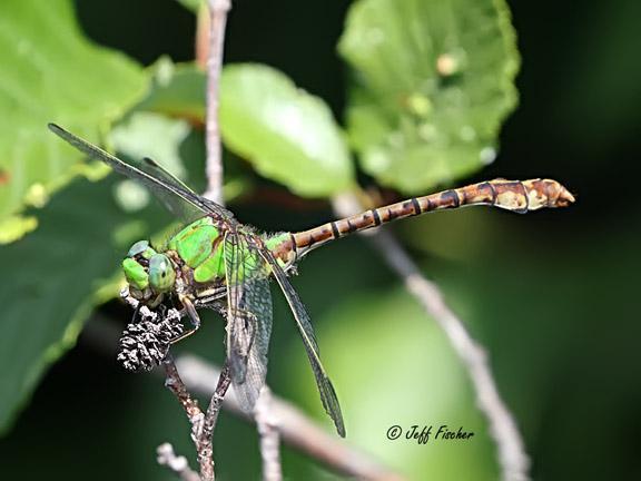 Photo of Rusty Snaketail