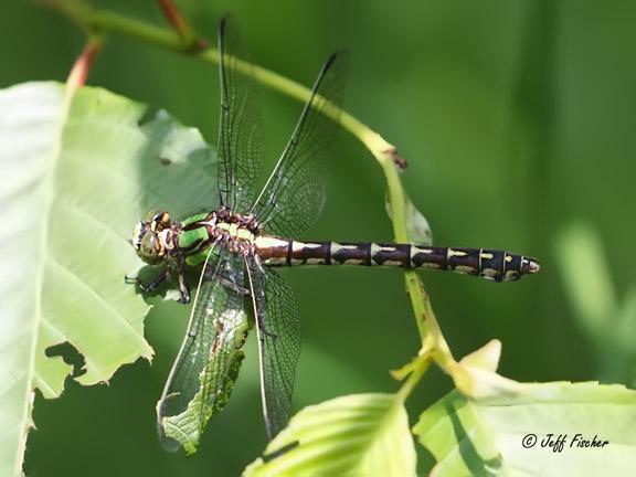 Photo of Boreal Snaketail