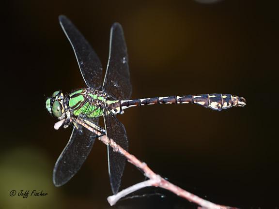 Photo of Boreal Snaketail