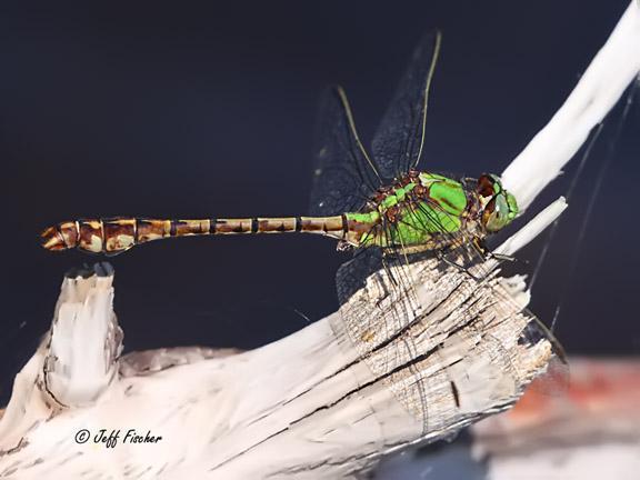 Photo of Rusty Snaketail