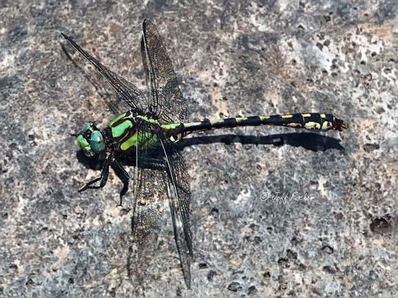 Photo of Riffle Snaketail