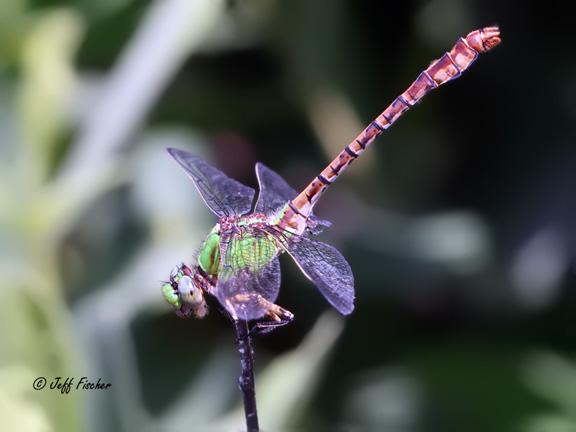 Photo of Rusty Snaketail