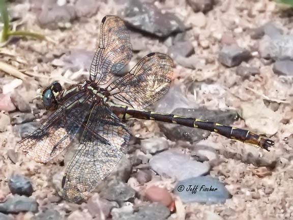 Photo of Ashy Clubtail