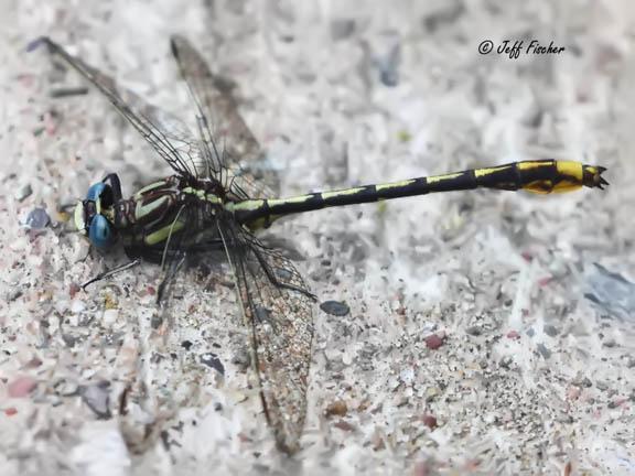 Photo of Lancet Clubtail