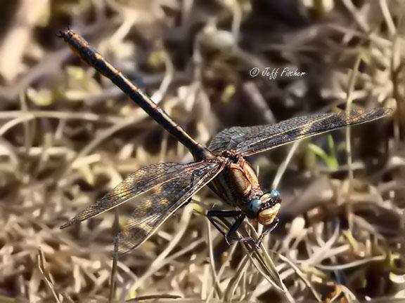 Photo of Dusky Clubtail