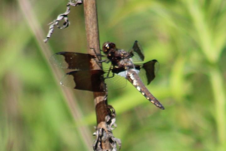 Photo of Common Whitetail